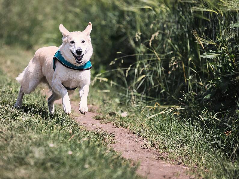 Dog laws to be tightened following Wexford pitbull attack