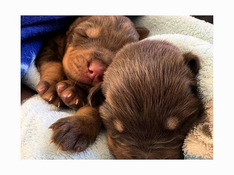 Just two pups survive after litter of ten dumped in Carlow