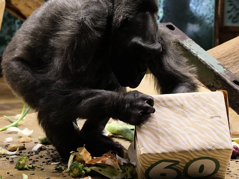 Ireland and UK's oldest gorillas put down in Belfast