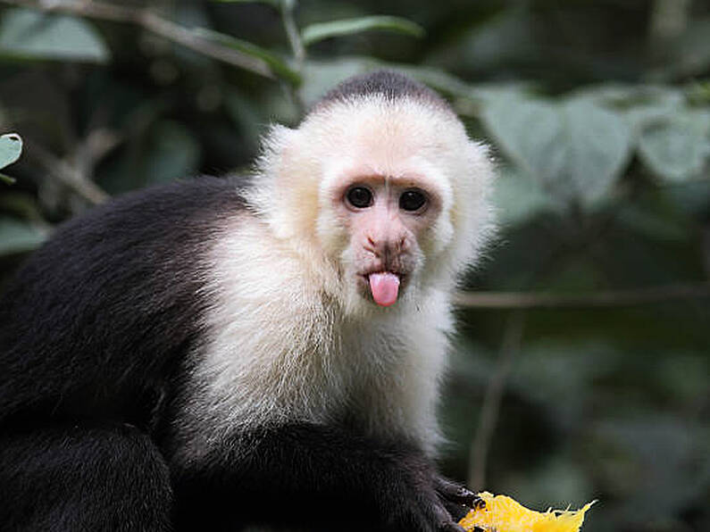 Wild Monkey on the loose in Wicklow - Public warned not to approach the escaped Capuchin