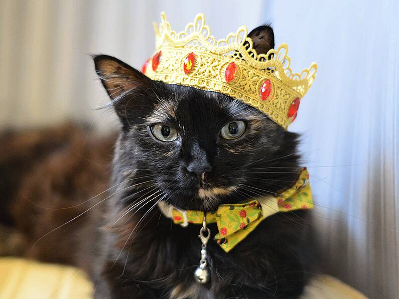 Organisers of Irish 'cat championship' seeking entries for Ireland's finest feline