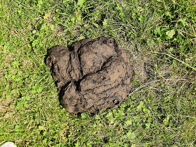 Irish farmer to contest charge of 'cow dung' assault on Minister