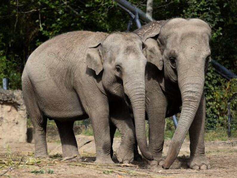 Dublin Zoo elephants 'no longer at risk' following deadly virus outbreak