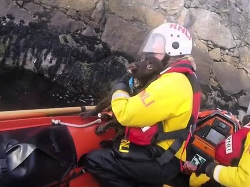 Dog rescued from sea during difficult conditions