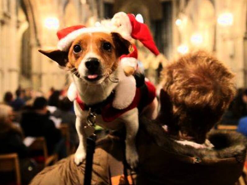 Therapy Dogs blessed at annual Christmas Carol Service