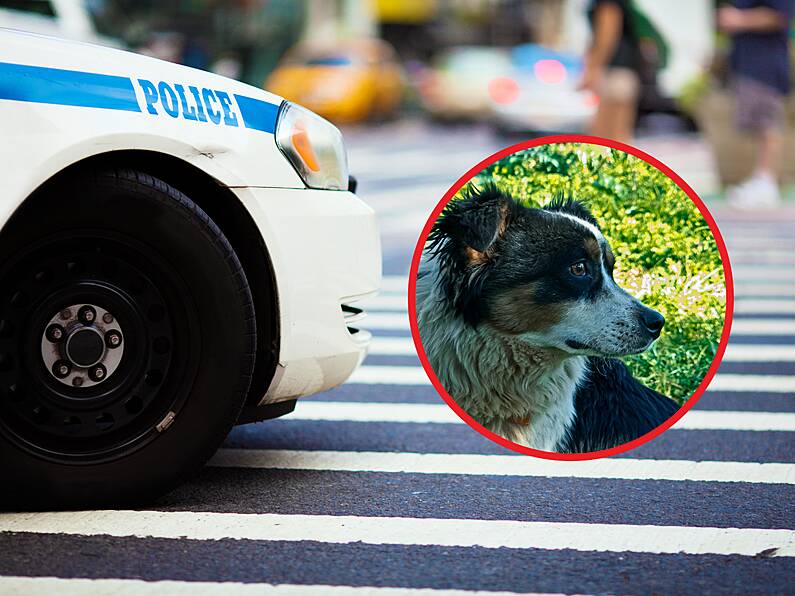 Man (30) dies after being fatally shot by dog