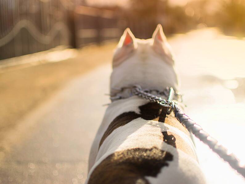 England to ban electric shock collars for dogs and cats