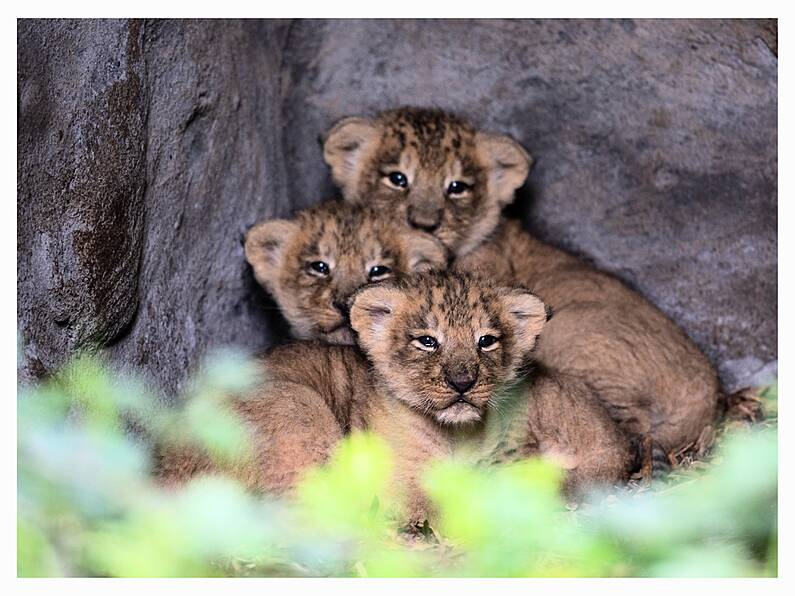 Three endangered lion cubs born at Fota Wildlife