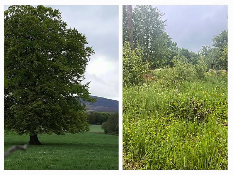 Ireland's first natural burial ground located in Co. Wexford