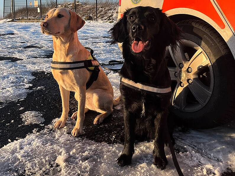 Irish search & rescue dogs make the journey to earthquake-hit Turkey