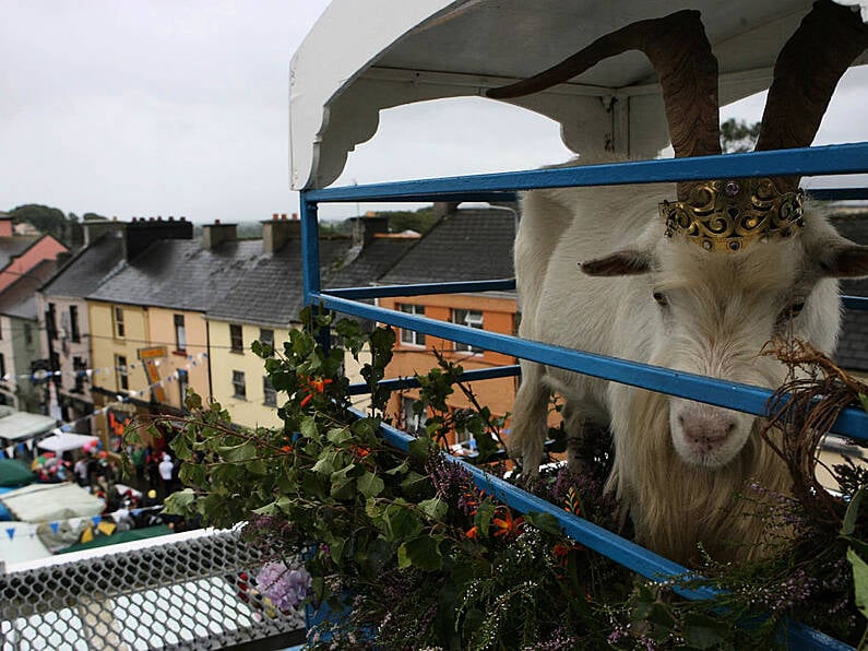 Goat to spend less time on high stand at Puck Fair