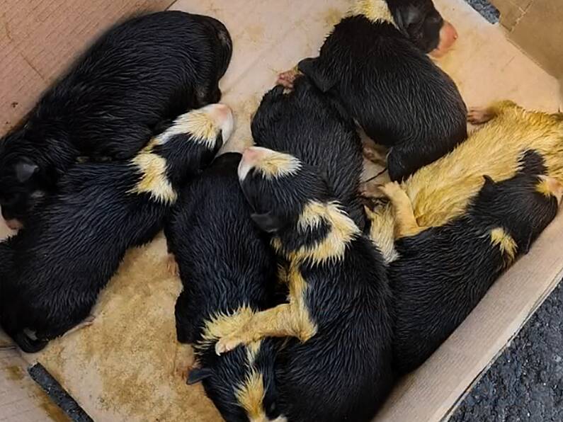 Five puppies found dead in bag in Waterford forest