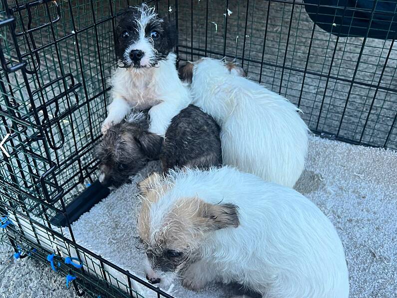 Four puppies found abandoned in freezing conditions