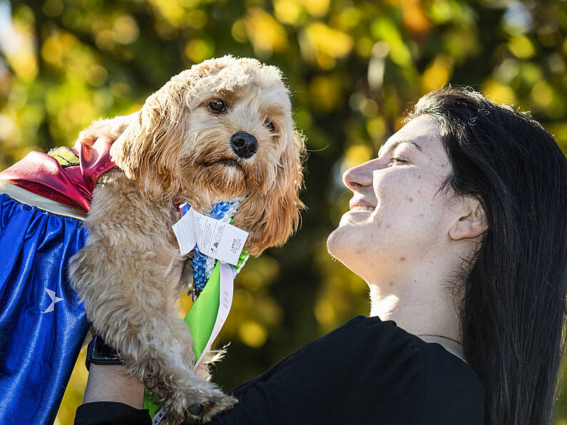 Search is on to find Ireland's 'Puppy of the Year'