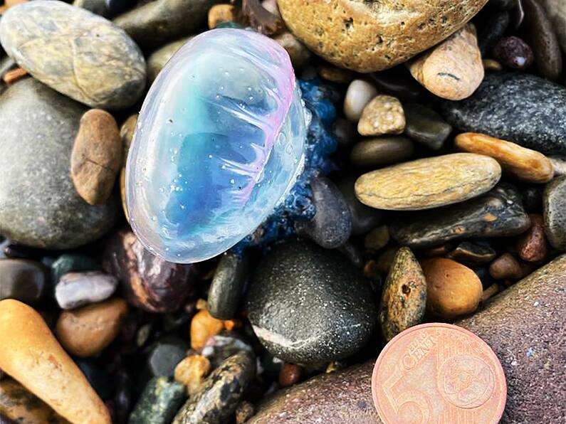 Lethal Portuguese man o’ war found on Tramore beach