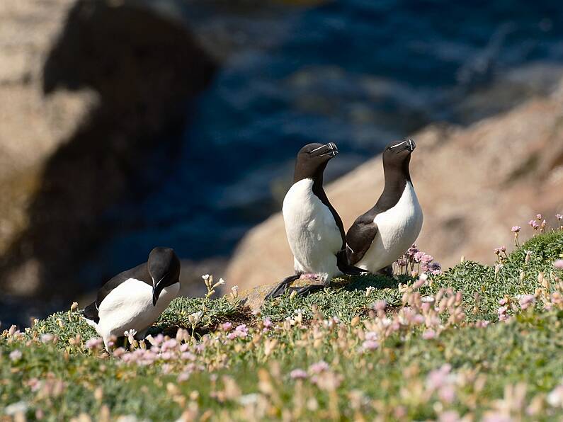 Biggest Special Protection Area for seabirds announced for Wexford