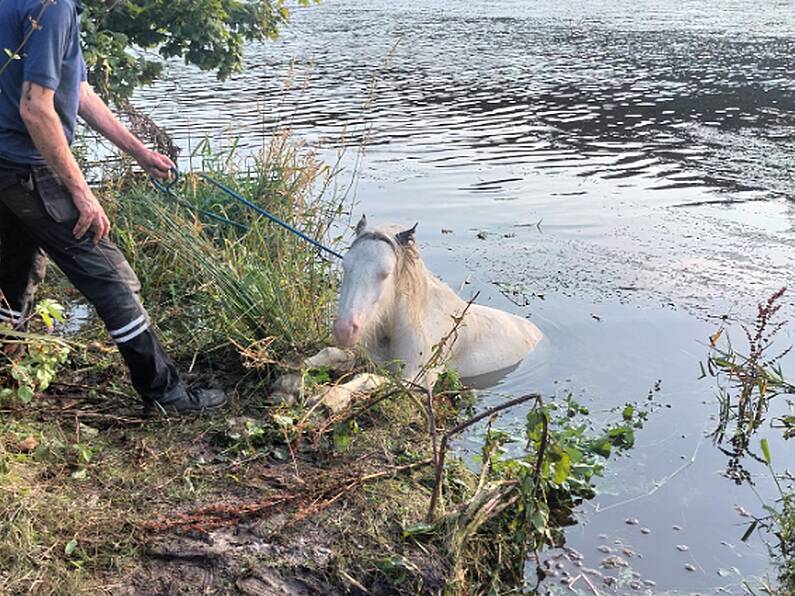 Horse found helpless in Wexford river rescued by local charity