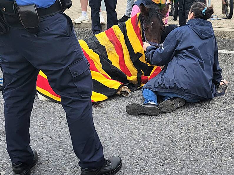 Gardaí in Waterford seize injured pony used to pull sulky