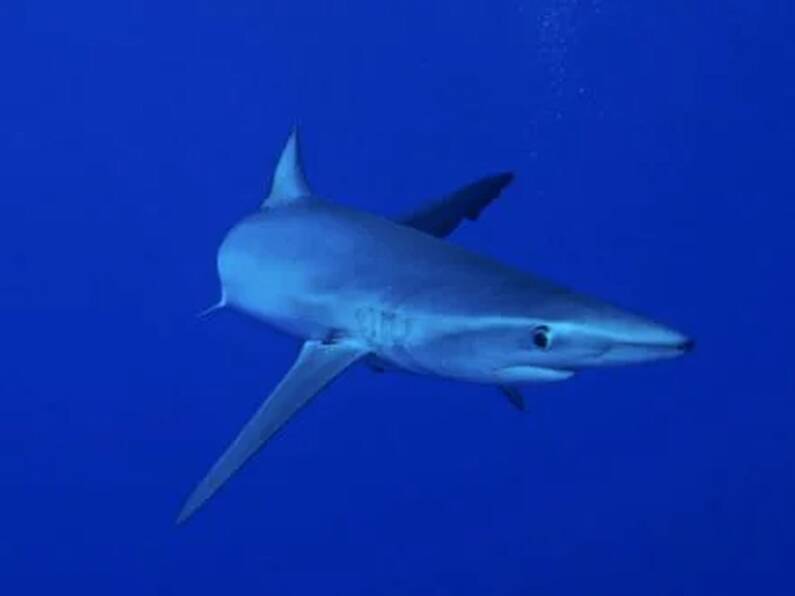 Warning to Irish tourists as sharks spotted near popular beaches in Spain and Portugal