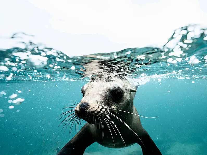 Ep 17 - Seal Sanctuary