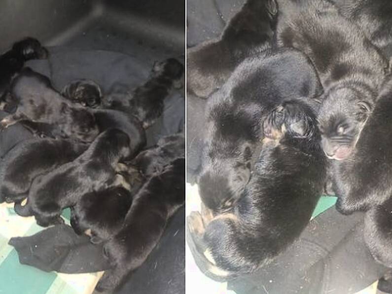 Outrage as 9 puppies found dumped on Mount Leinster