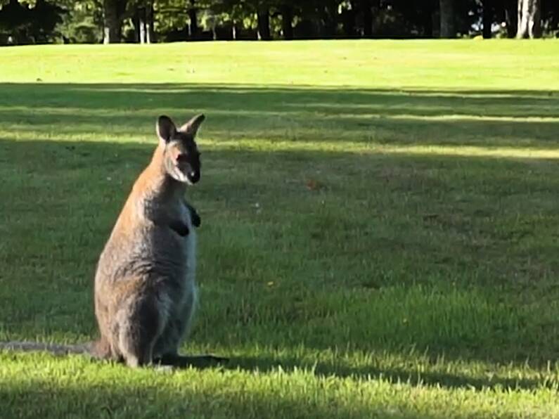 Missing wallaby from Waterford found after almost four months on the run!