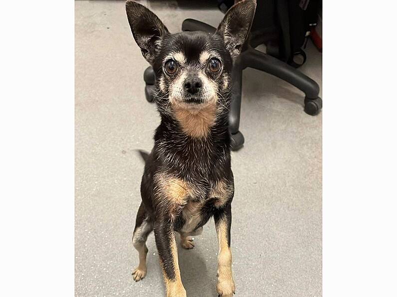 Dog found in train station after boarding train alone