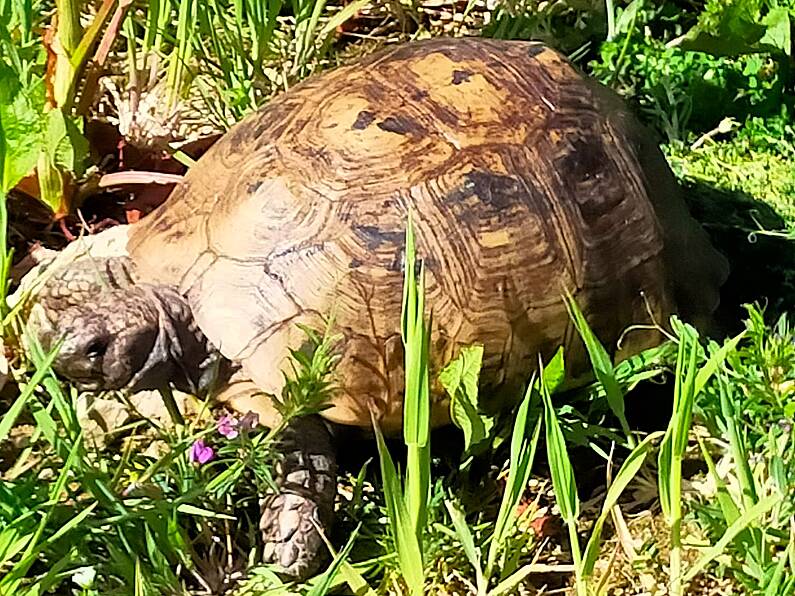 South East family appeal for help in finding missing pet Timmy the Tortoise