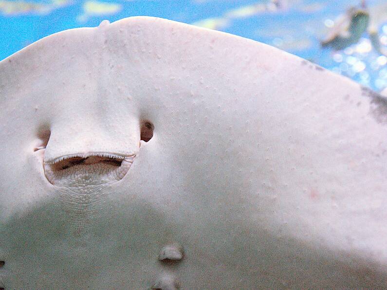 Stingray pregnant 8 years after last Male encounter