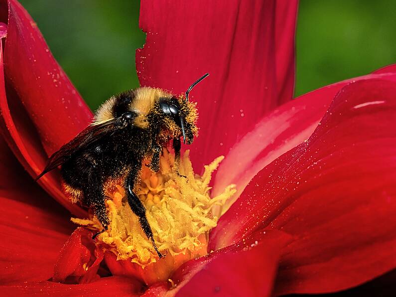 Rare bee found in Carlow after 50 years