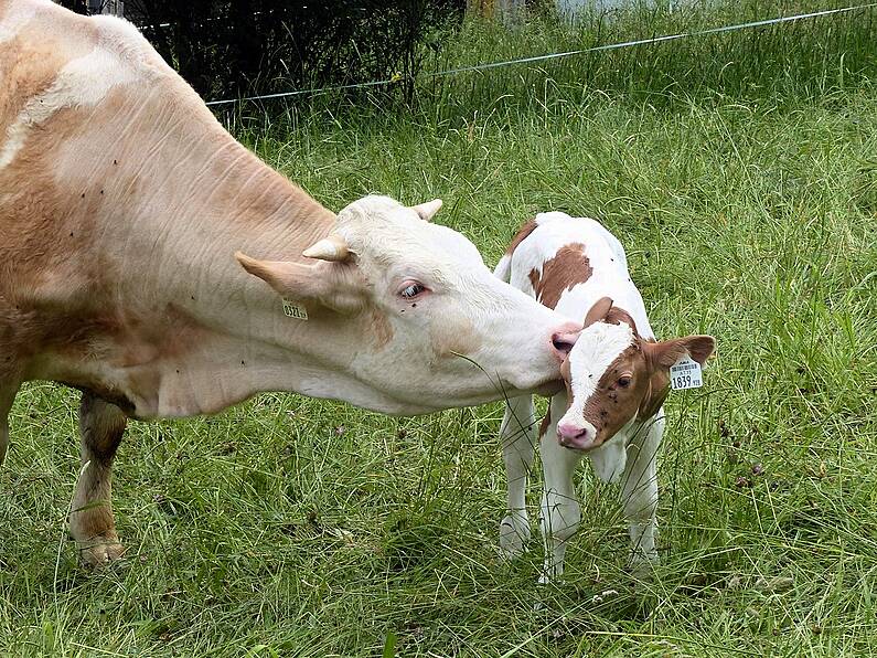 200,000 cows need to be culled to reach climate targets