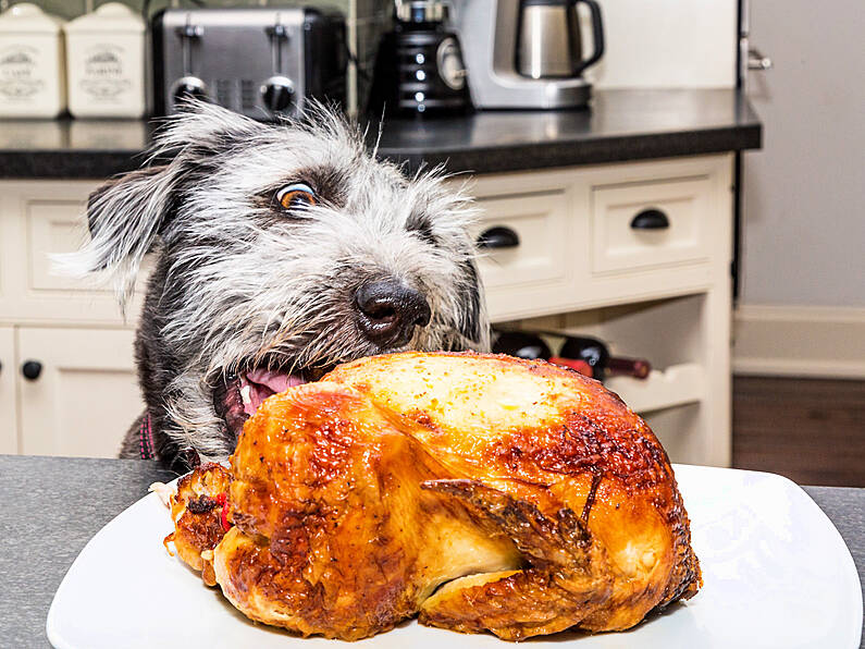 Kilkenny pet experts warn against feeding your furry friends the Christmas leftovers