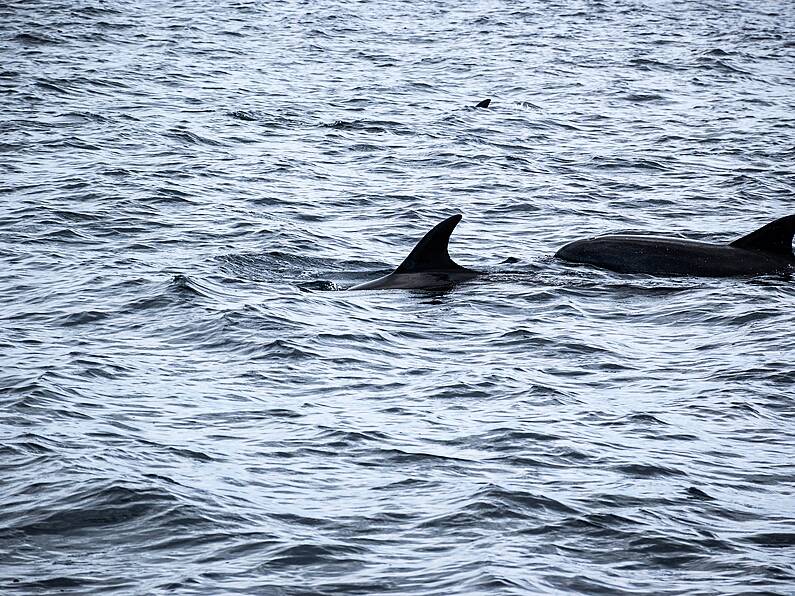 Pod of dolphins rescued off South East beach