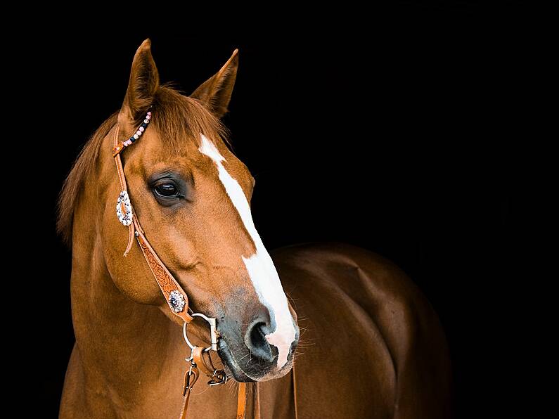 Major funding boost announced for Grennan Equestrian Centre in Kilkenny