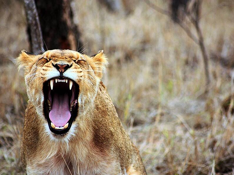 Search underway for lioness missing in city