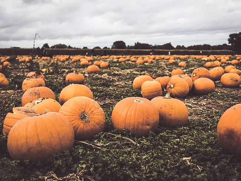 The best pumpkin patches in the South East