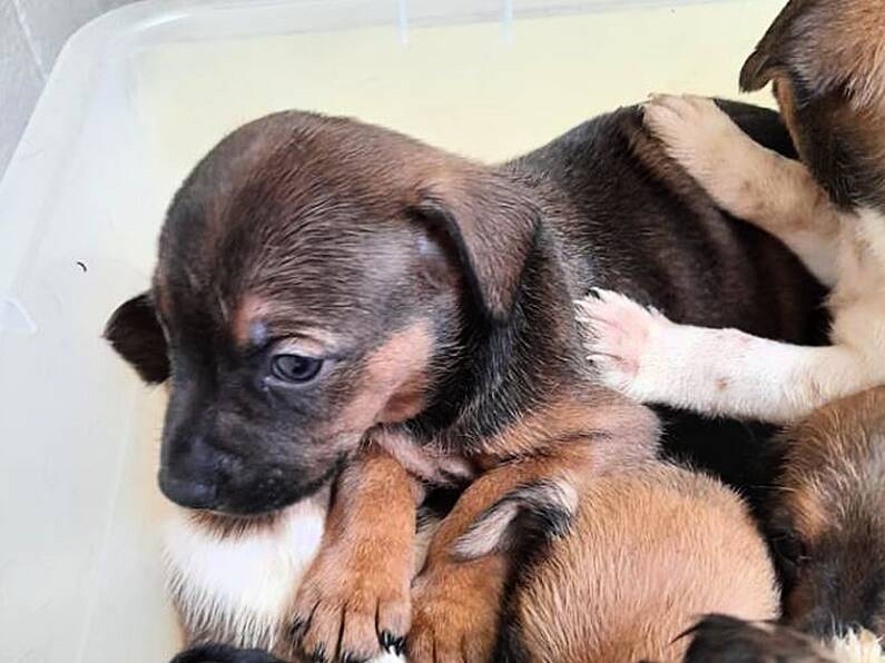 13 puppies found in a black bag in Wexford