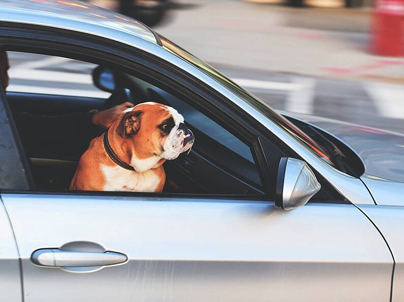 Pet insurer says dogs should never stick their heads out of car windows