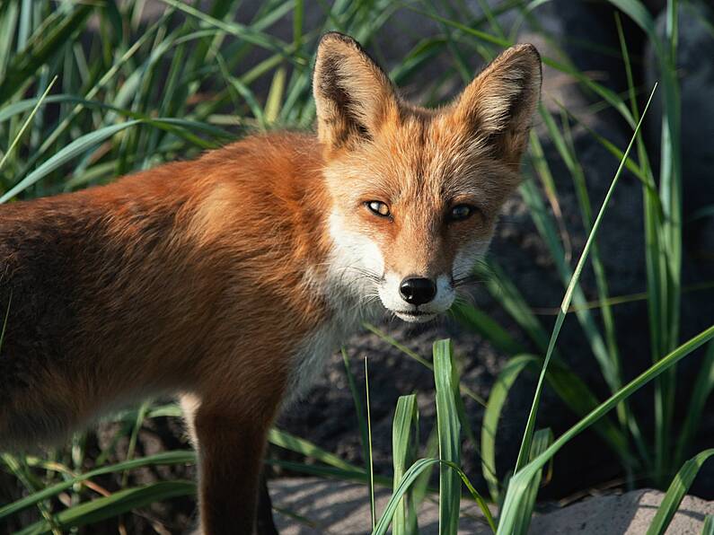 Staff at Leinster House urged to keep windows shut as fox urinates in office