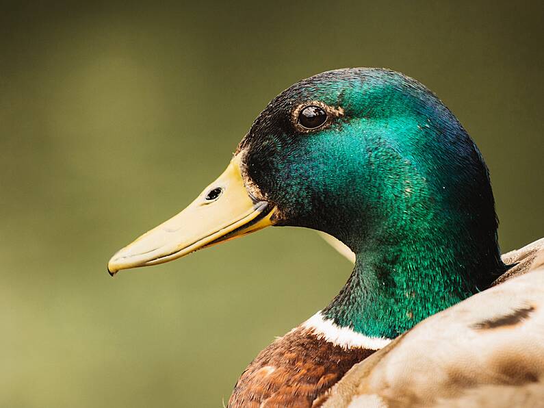 Dad fined €180 for 'feeding ducks' on canal walk