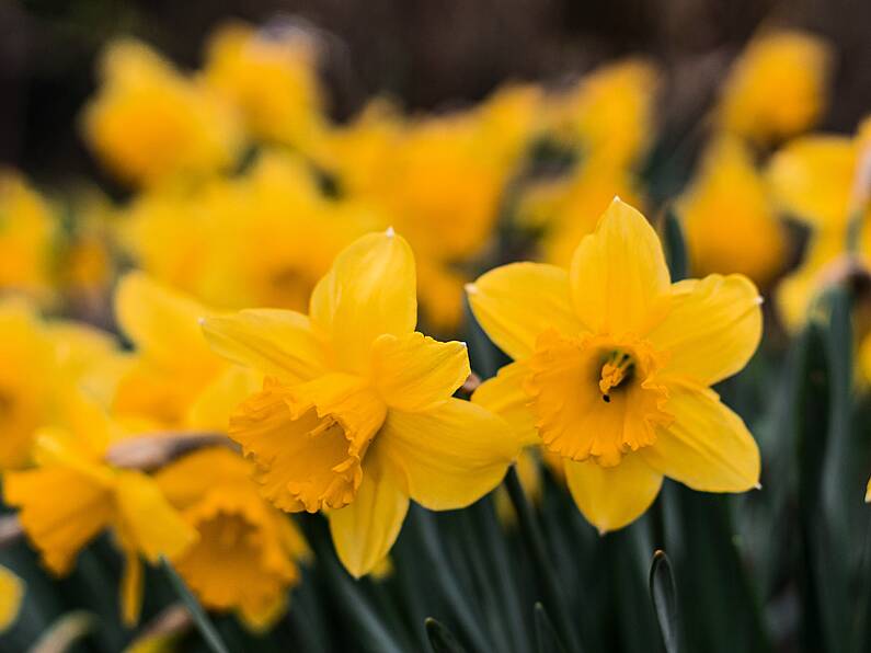 Over 1,000 daffodils removed from play park as fear children will eat them