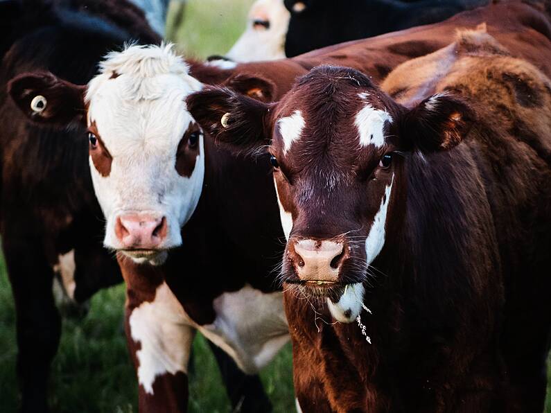 'Cow spooked by a dog' fatally injured Irish Farmer