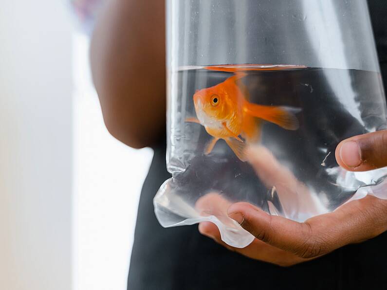 WATCH: Scientists teach goldfish to drive in crazy experiment