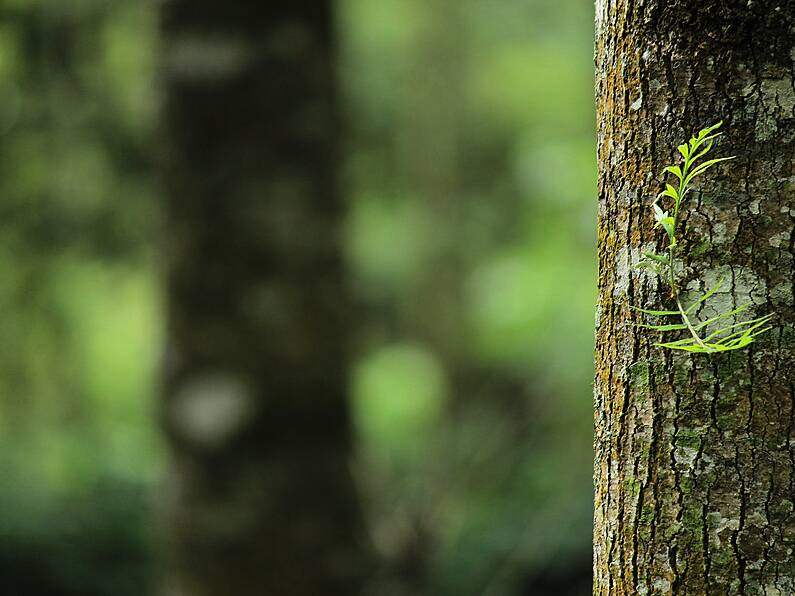 The Truth Behind The Plant A Tree Scam