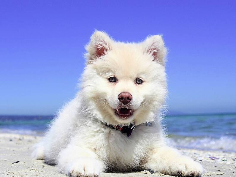 Reports of dogs going into 'toxic shock' after swimming at popular Wexford beach