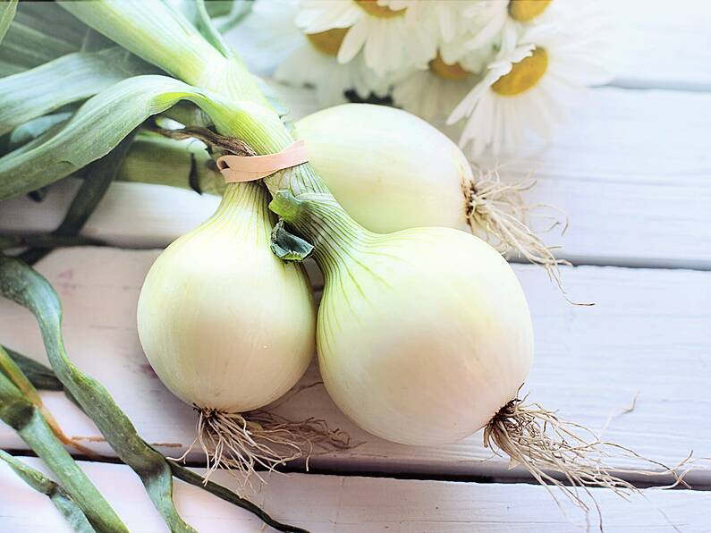 Supermarket to start selling onions that WON'T make you cry!