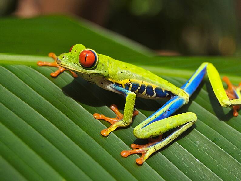 Scientists successfully re-grow frog's missing leg with the aim of human trails