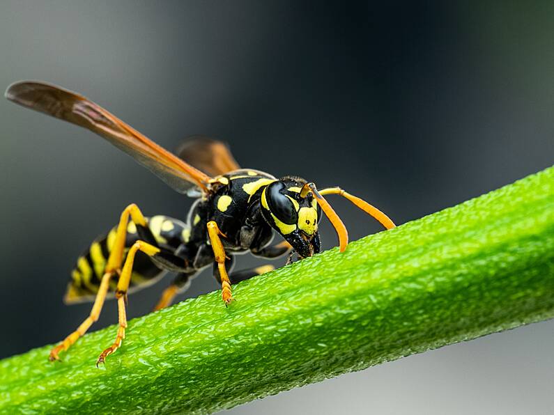 Heatwave to drive 'plague of wasps' across the South East