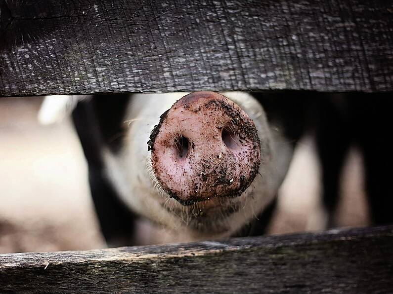 Man receives a pig's heart in a transplant