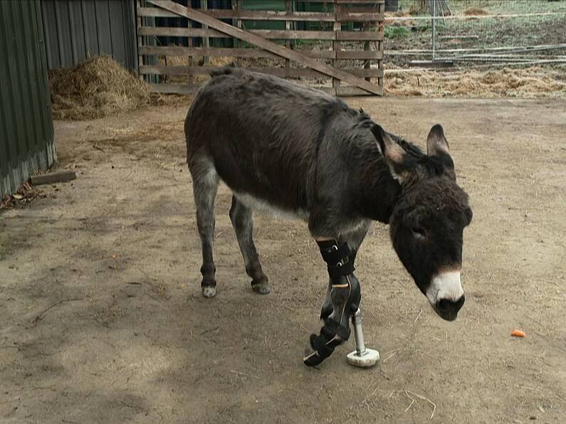 'Wonky donkey' gets a prosthetic leg for just in time for Christmas